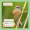 野鳥のみち・守谷沼（守谷市）｜チョウセンホオジロかも【4月】