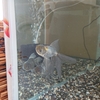 ギンちゃん水槽を引き継いだ青文魚