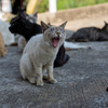 玄海諸島のねこさん
