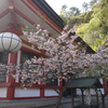 鞍馬寺の桜 （追記）-雲珠桜-