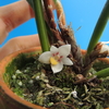 Ceratostylis incognita