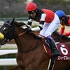 競馬初心者必見☆馬券予想🔥〜チューリップ賞〜兄弟子の引退に華を添える！