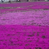 茶臼山高原、芝桜まつり