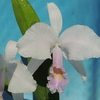 Cattleya trianae f.concolor 'O.F.J.'   