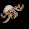 Young individuals of the land hermit crab Coenobita spinosus