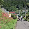 彼岸花を求め巾着田へ