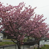 小雨と曇り空に八重桜