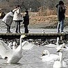 復旧遊水池で白鳥見物　安曇野で家族連れら新年祝う