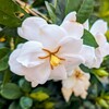 クチナシの花