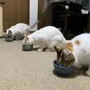 ねこ好き一家のねこ漬け日々