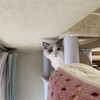 キャットダンサーに大興奮