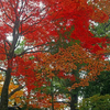 紅葉は永源寺