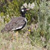 クロエリショウノガン(Southern Black Koorhaan)