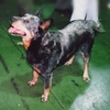AUSTRALIAN CATTLE DOG