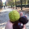 セイヨウトチノキ