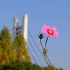 山田池公園・秋 (1)