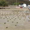 通年湛水修繕　と　急がねば、、、