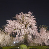 円山公園の枝垂れ桜