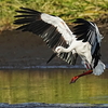 コウノトリ＆毎度のミサゴ飛翔姿