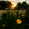 ★黄色い花と夕陽