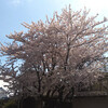 ○田さんちの大桜