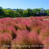 【Z 9 & NIKKOR Z 24−120mm f/4 VR S ・宮城県柴田郡】キバナコスモと赤いコキアをお写ん歩。October  2024