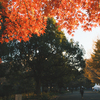 日比谷公園にはまだ紅葉が残っていた