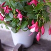 最近の植物＆今日の独り言