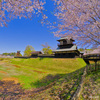 逆井城跡公園（坂東市）の桜～つくば市とその周辺の風景写真案内（１２６７） 