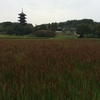 国分寺と赤米