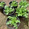 冬に種まきした大根の葉がモリモリ☆庭のプチ家庭菜園で無添加な安心野菜