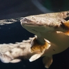 ポリプテルス・コンギクス Polypterus congicus