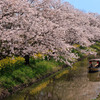 近江八幡の水郷と桜