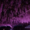 夜藤