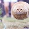 騙されたネコ