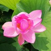 古代蓮の里へ行ってきた！行田フライなどの名産品も購入｜埼玉県行田市