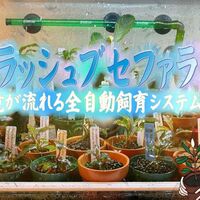 ブセ育成を全自動化！SwitchBot×パルダリウムFog活用 - たなごGo！
