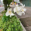 車の雑踏の中の百合の花