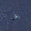 色違いナエトル