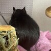 くろごまあん二世 185日目