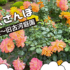 【東京さんぽ】旧古河庭園のバラが見頃！駒込にこんな素敵な場所があったなんて