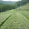 再び黄緑色の茶畑に…　８月上旬の生長状況