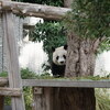 神戸市立王子動物園訪問