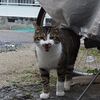 自宅に良く訪れた猫さん達