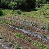 農業はじめました11