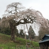 【大子町】外大野の枝垂れ桜・・