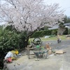 満開の桜の下でコンクリート張り