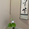 茶花