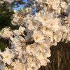 桜　咲き始め
