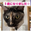 サビ猫ノアの1歳の誕生日を迎えて思うのは、日々の大切さでした。